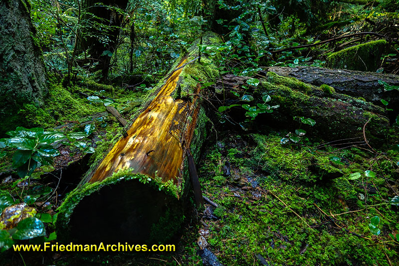 forest,trees,green,nature,hiking,woods,log,fallen,tree,timber,